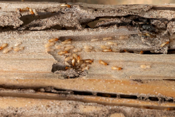 Best Mosquito Control Services  in Slatington, PA